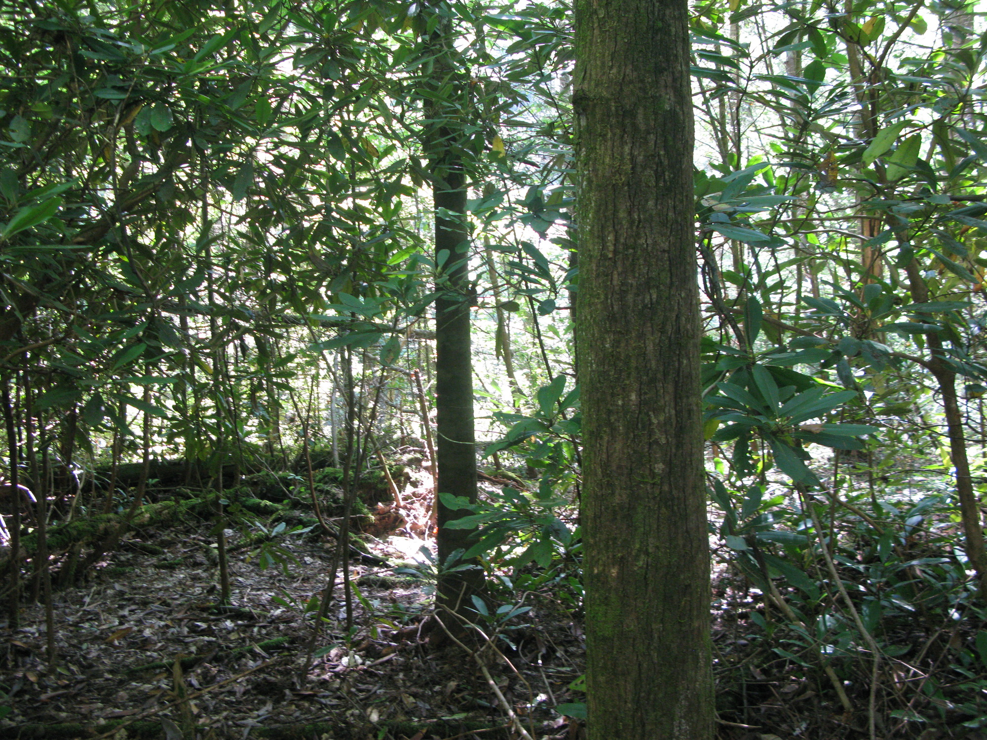 GRSM Accuracy Assessment. Plot Code: GRSM_AA_0646_4