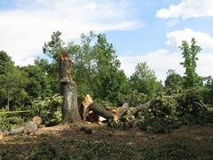 fallen oak tree