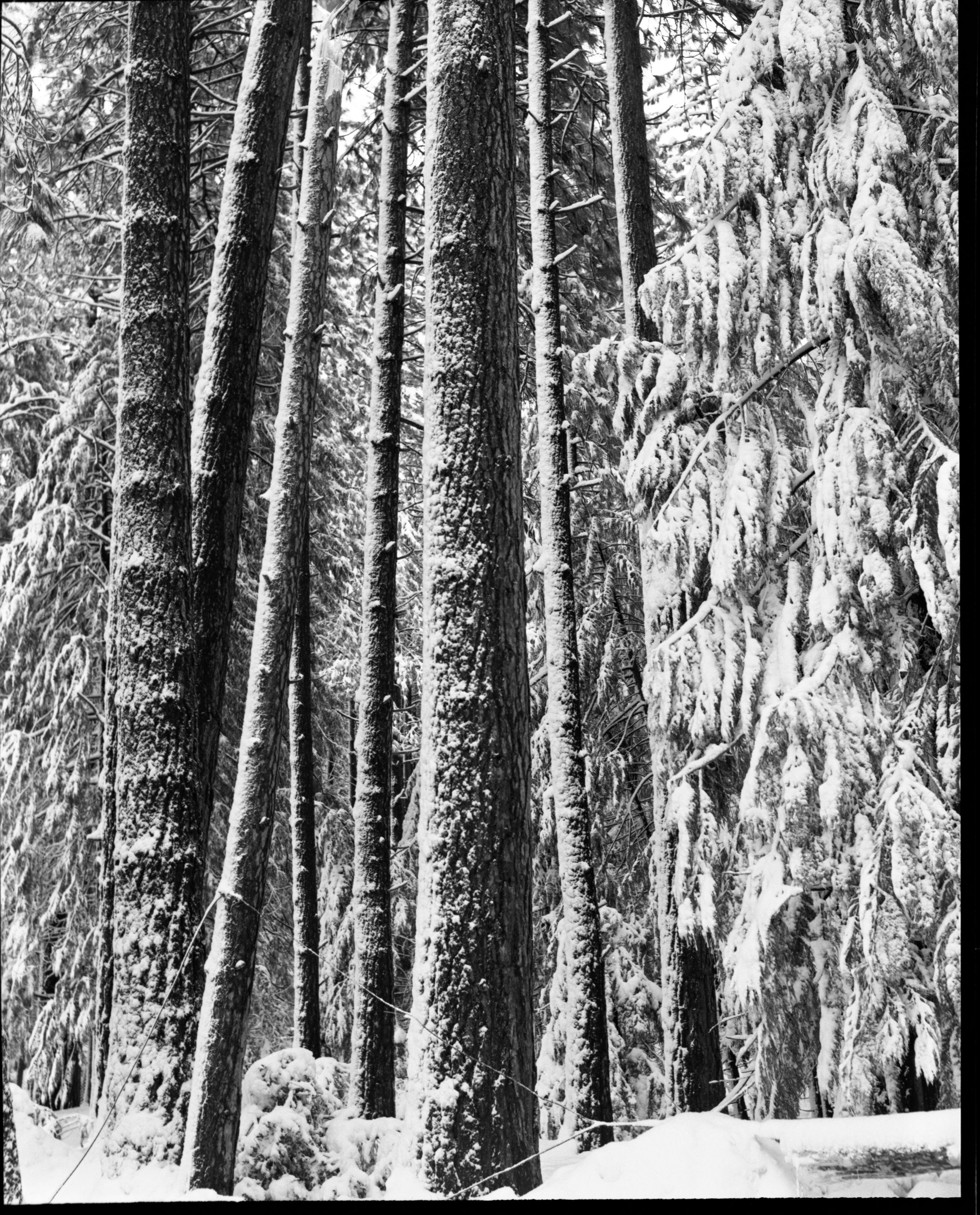 Snow scene - Yosemite Valley.