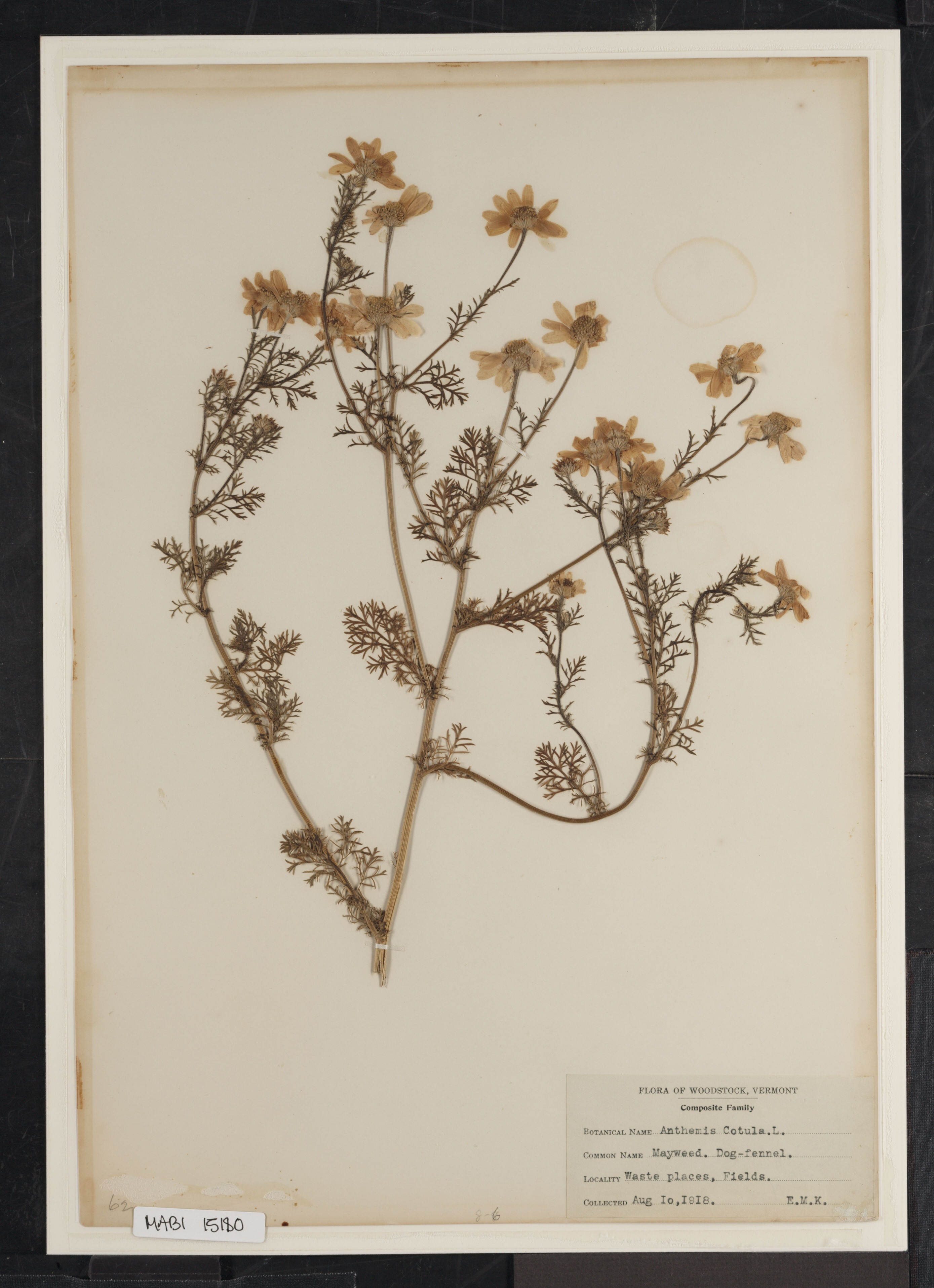 Preserved biological specimen on paper.