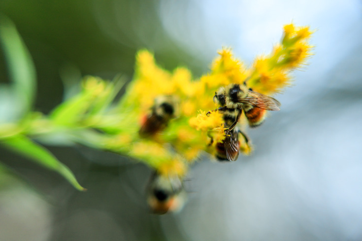 Five bees on yellow flower, background is blurry 