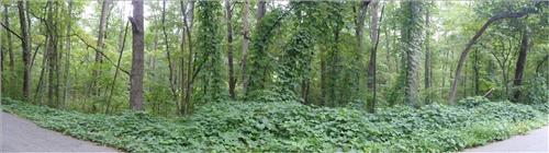 Control Invasive Plants with Student Conservation Corp Team (SCA) along the Blue Ridge Parkway August 2009.
