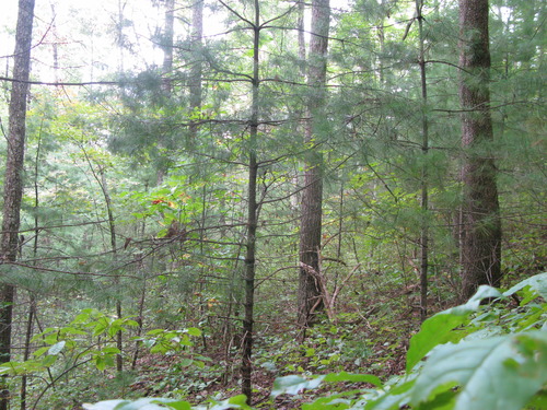 GRSM Accuracy Assessment. Plot Code: GRSM_AA_0415_2