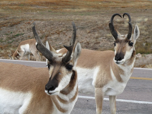 two pronghorn antelope with large horns, a third one grazes in the background