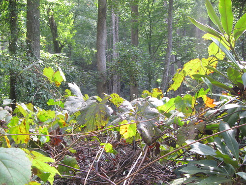 GRSM Accuracy Assessment. Plot Code: GRSM_AA_0571_6