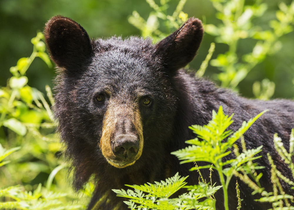 The head and neck of a black bear framed by green foliage