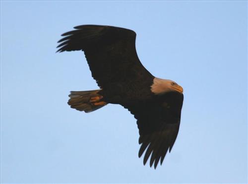 Bald eagles nesting at Pinery Narrows 1