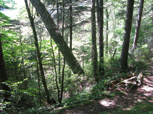 GRSM Accuracy Assessment. Plot Code: GRSM_AA_0094_6