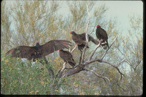 Fauna and Other Views at Organ Pipe National Monument, Arizona