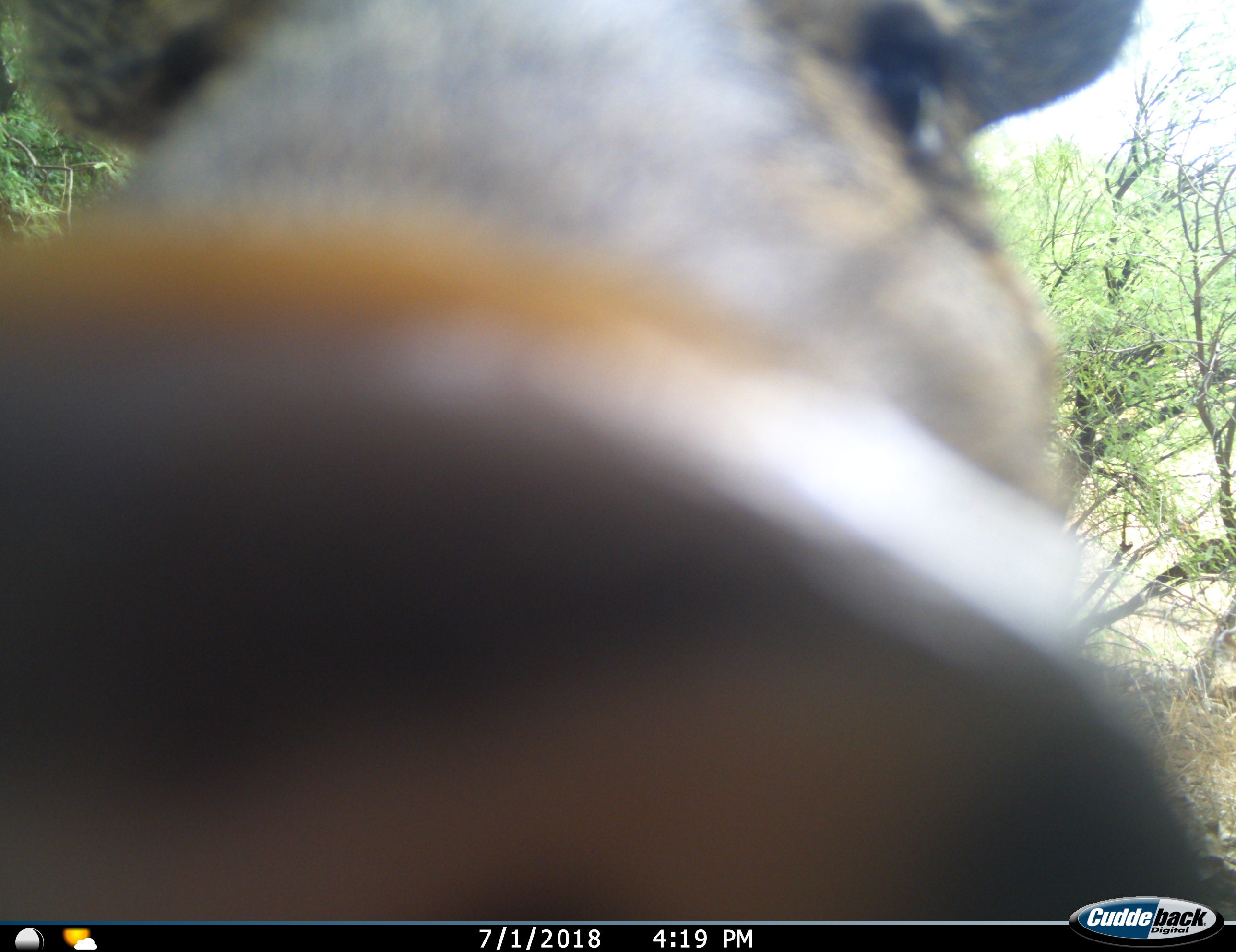trail camera image of a javelina covering most of the lens with its snout, leaving only part of its face and ears visible