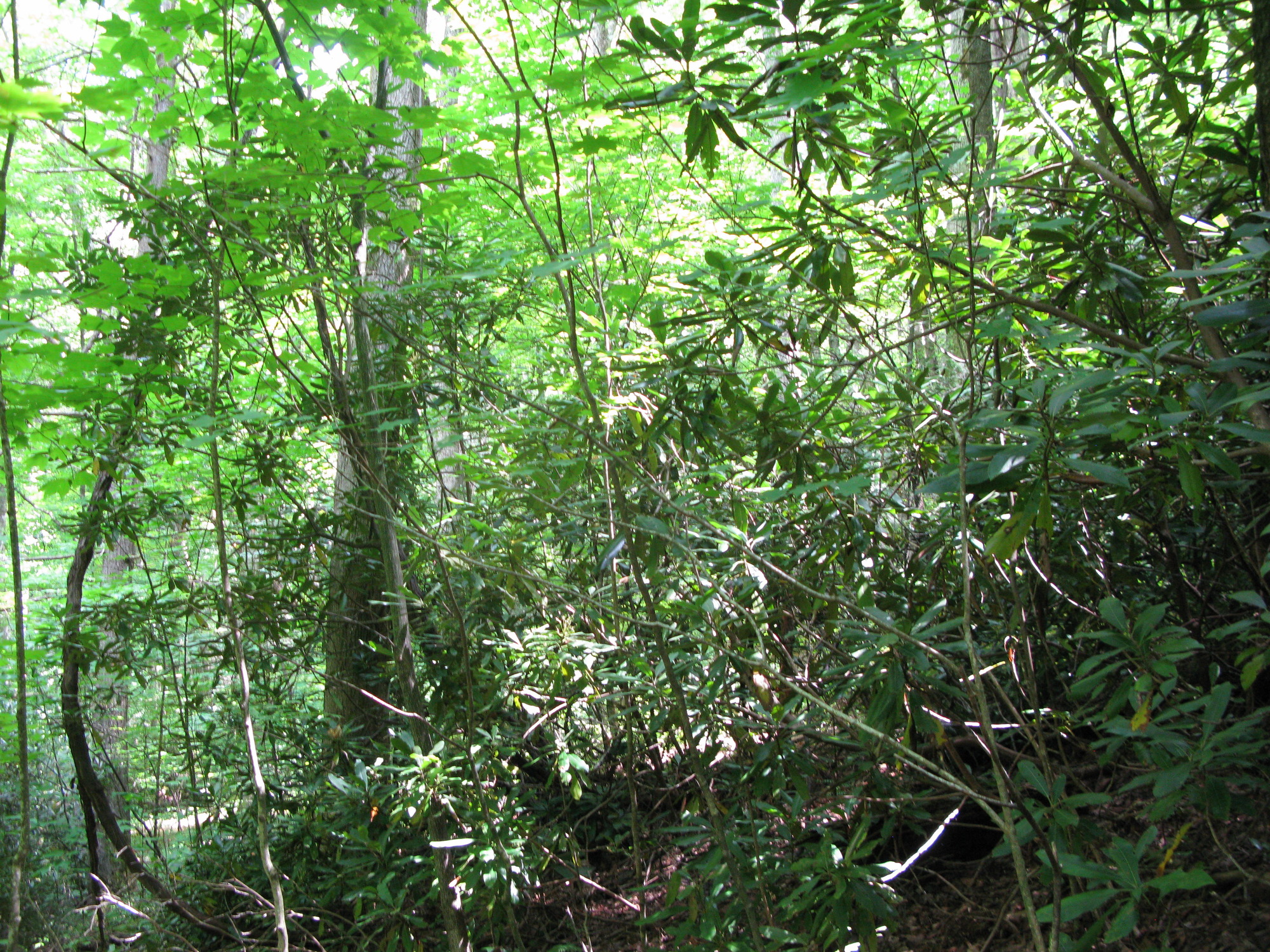 GRSM Accuracy Assessment. Plot Code: GRSM_AA_0927_3