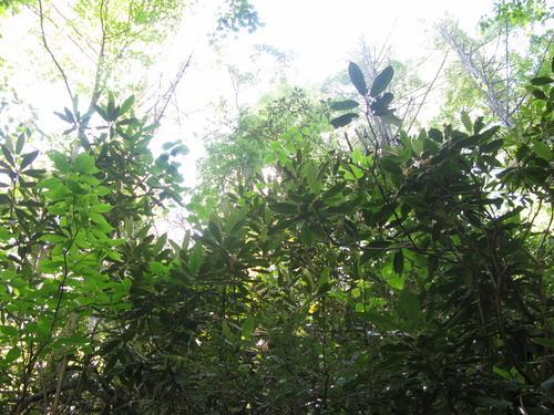 GRSM Accuracy Assessment. Plot Code: GRSM_AA_0194_6