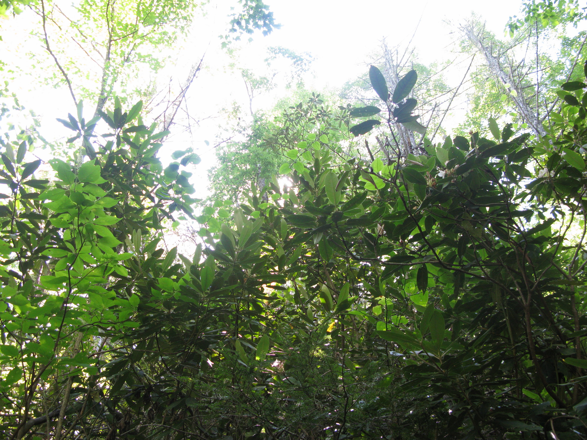 GRSM Accuracy Assessment. Plot Code: GRSM_AA_0194_6