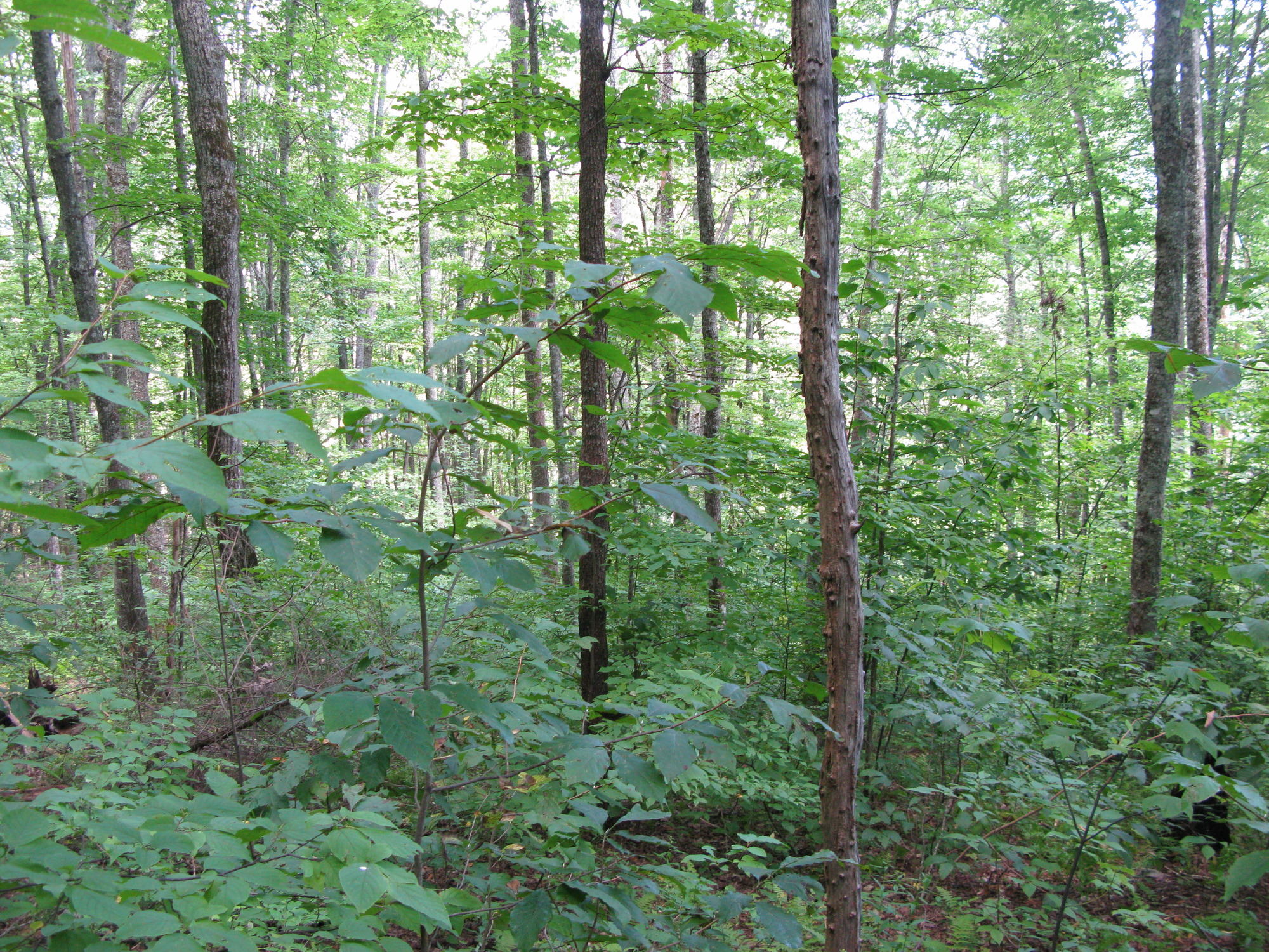 GRSM Accuracy Assessment. Plot Code: GRSM_AA_0262_3