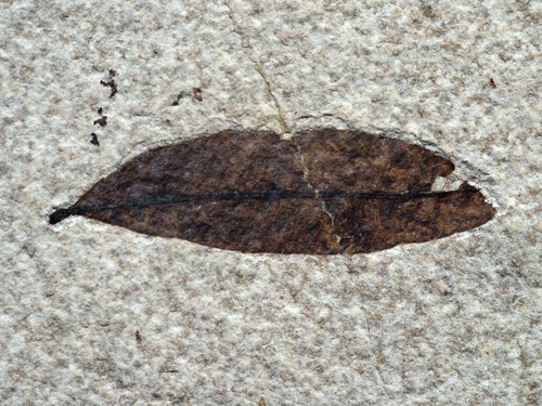 An oblong fossil leaf missing a notch near the tip.