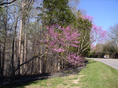 Jim Lee Prescribed burn, Mammoth Cave National Park, 2004