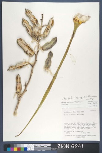 Herbarium Specimen Sheet 6241