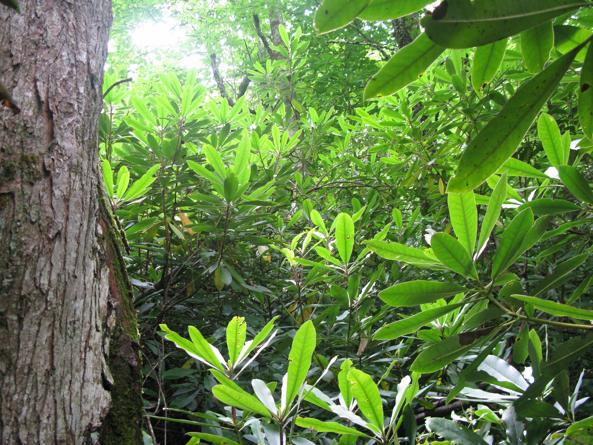 Plot Code: GRSM_AA_0552_6