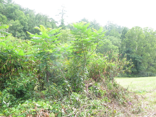 GRSM Accuracy Assessment. Plot Code: GRSM_AA_0533_3