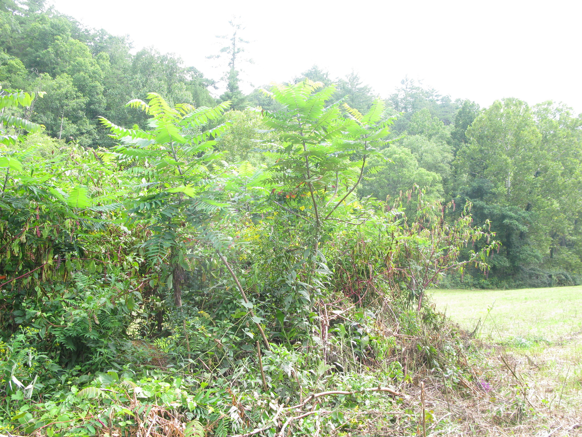 GRSM Accuracy Assessment. Plot Code: GRSM_AA_0533_3