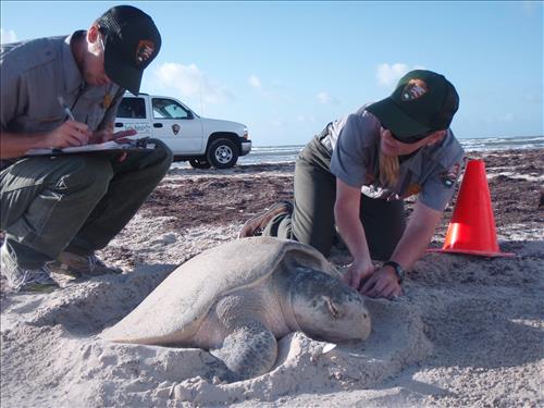 2008 Kemp's ridley sea turtle project at Padre Island National Seashore