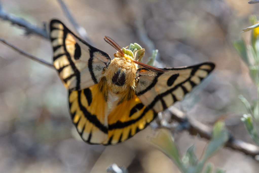 a large, light orange moth with bold black stripes and spots on its wings