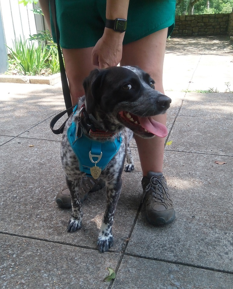Dog standing underneath owner on the sidewalk 