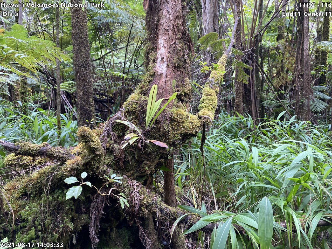 Eye-level view of plant community at monitoring site