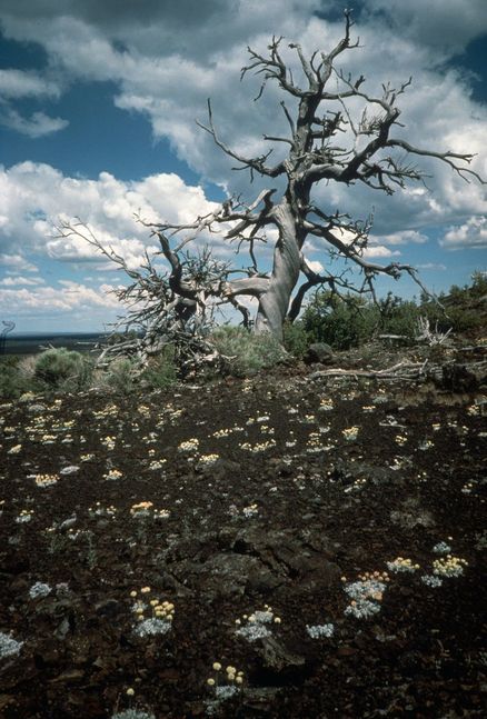 Limber Pine (Pinus flexilis)