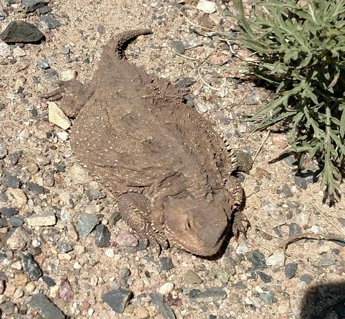 Hernandez's Short-Horned Lizard