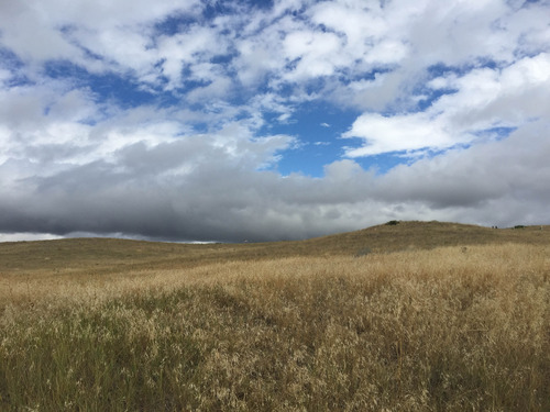 Rolling grass fields