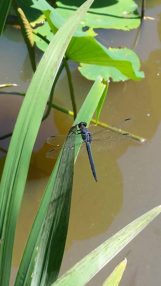 Blue adult dragonfly perching on green plant.