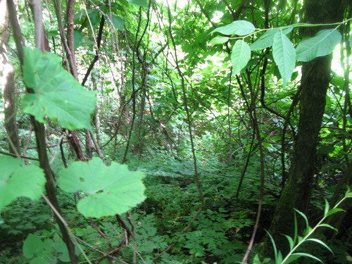 GRSM Accuracy Assessment. Plot Code: GRSM_AA_0829_3