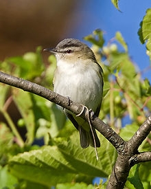 Red-eyed Vireo