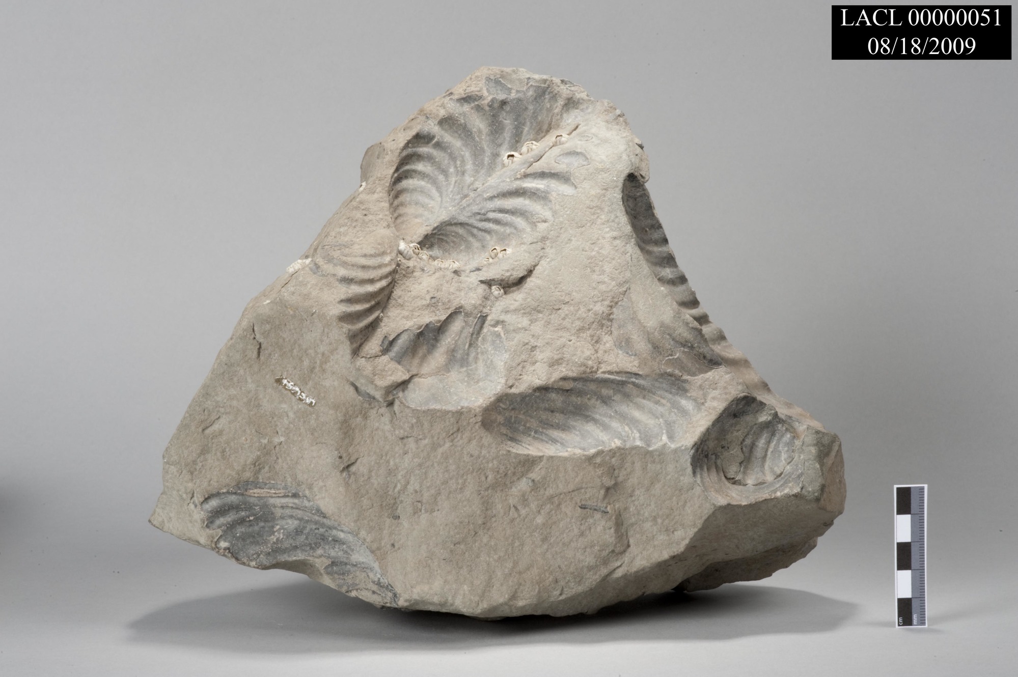 Image of fossil with barnacles.