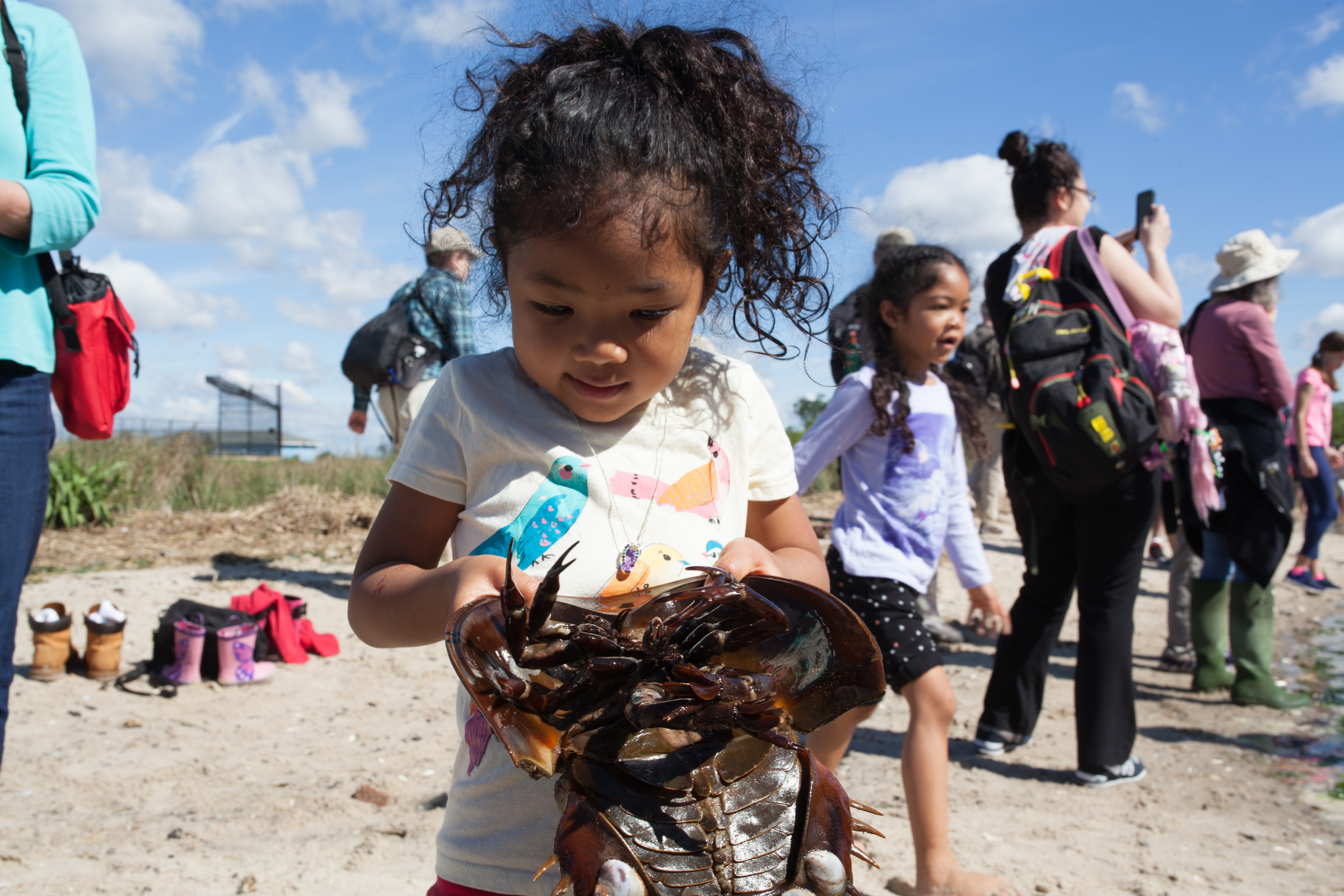 child holding a horseshoe crab