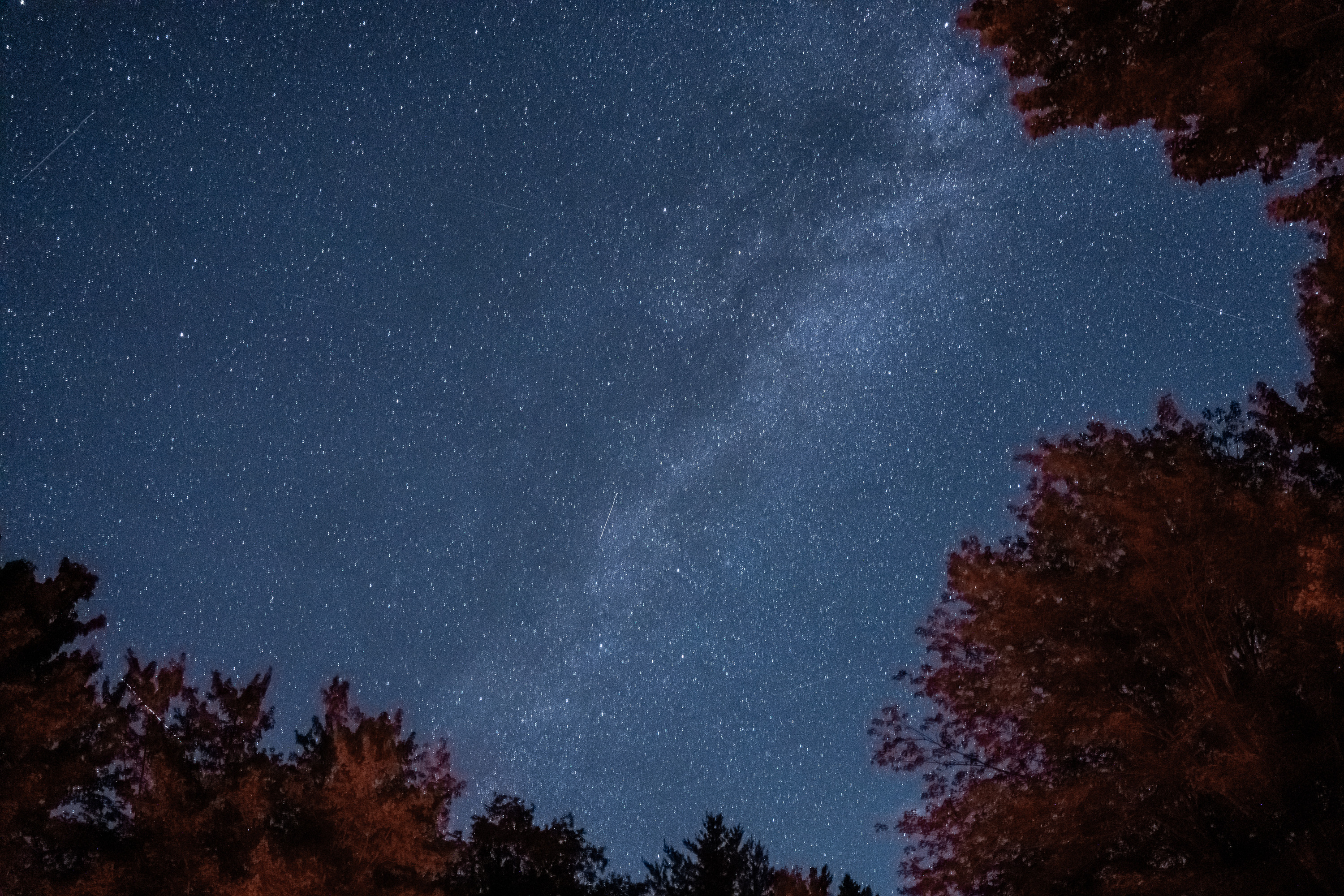 Looking up at some hardwood trees illuminated by a faint red light at night, the milky way streaks across the sky in a circular break in the trees.