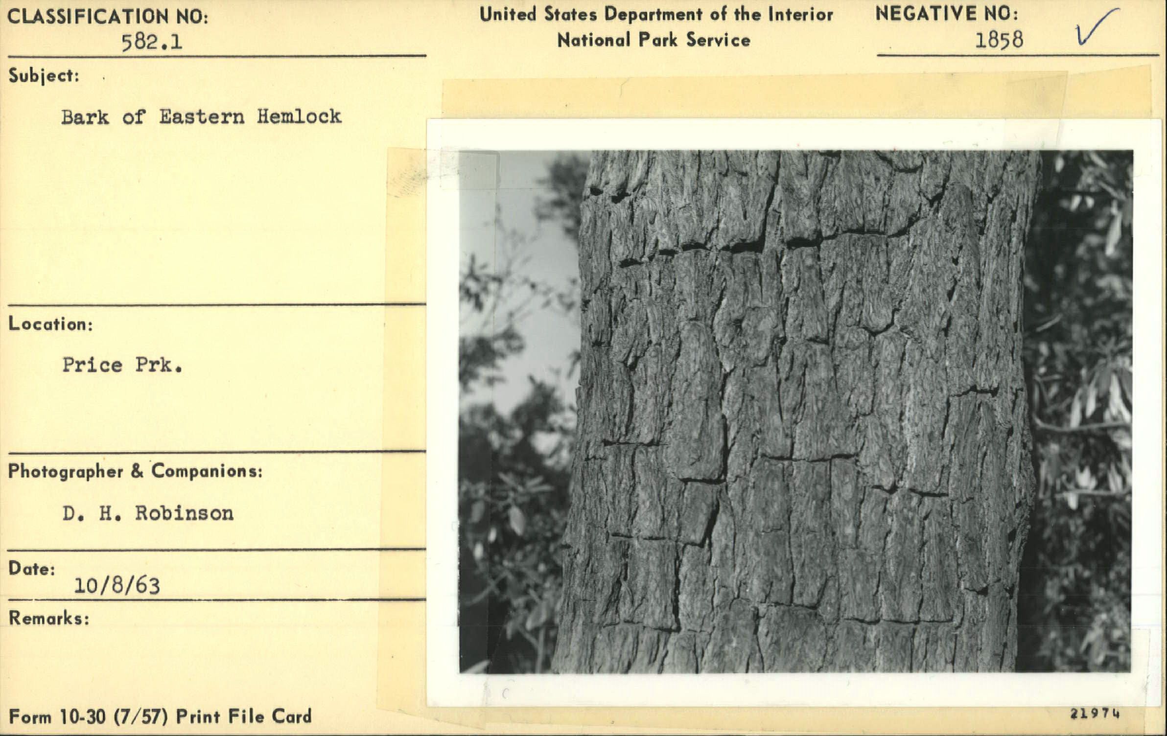 Bark of an Eastern Hemlock