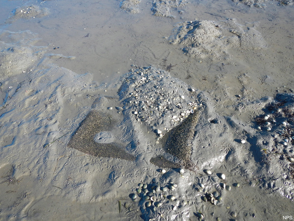 Broken Manila clam bag at Bed 17 - January 1, 2015
