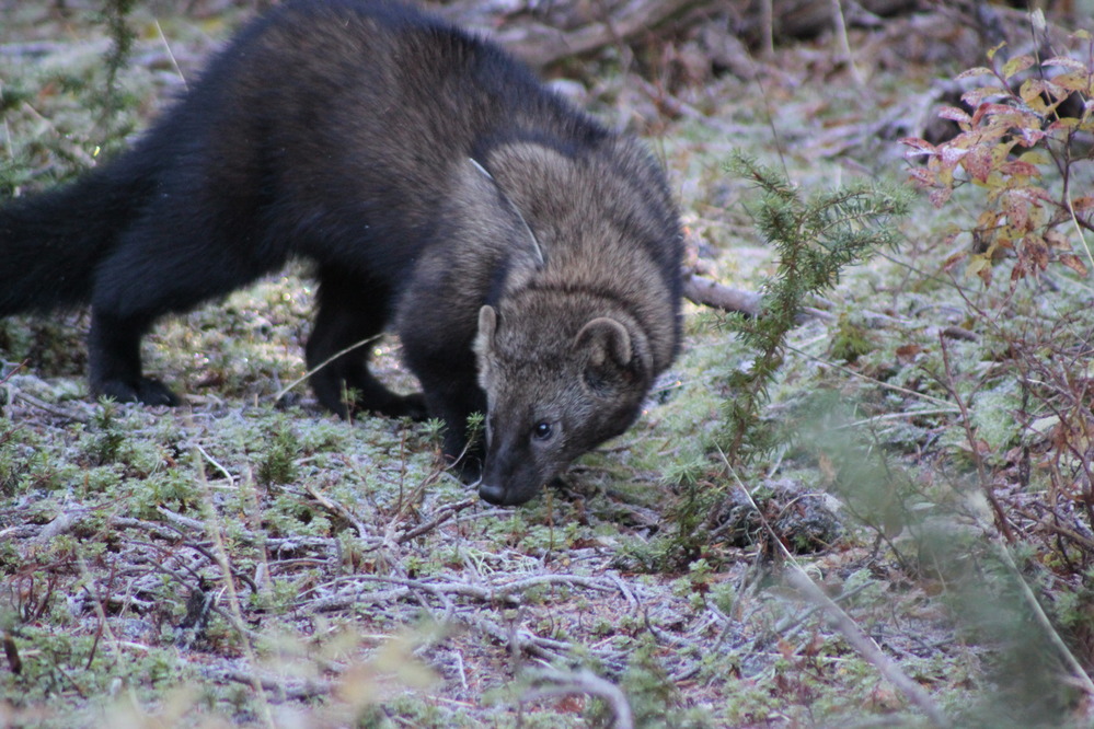 Fisher in Olympic National Park. Photo by Jess Hoffman