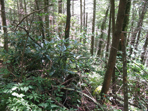 GRSM Accuracy Assessment. Plot Code: GRSM_AA_0417_4