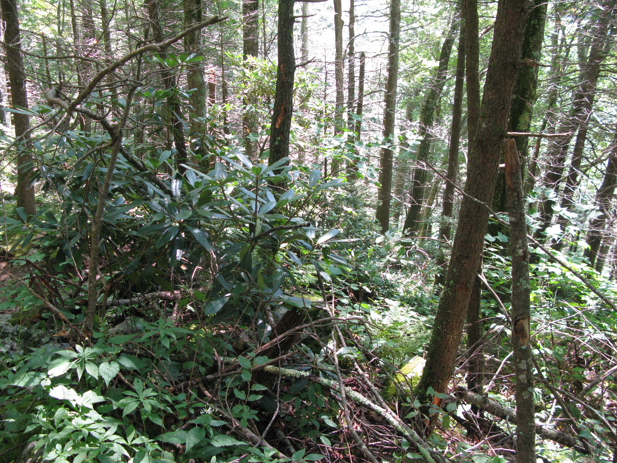 GRSM Accuracy Assessment. Plot Code: GRSM_AA_0417_4