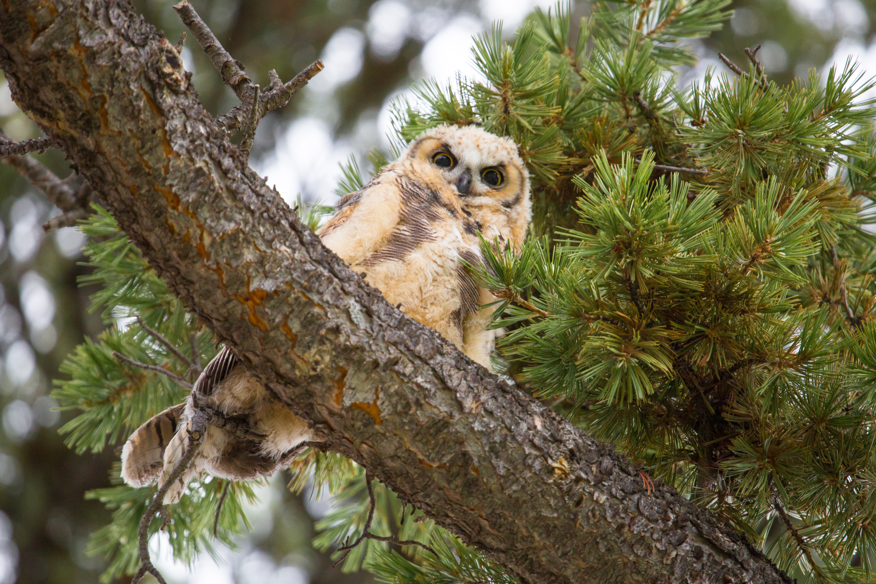 Great horned owlet perches on a limb of a conifer tree
