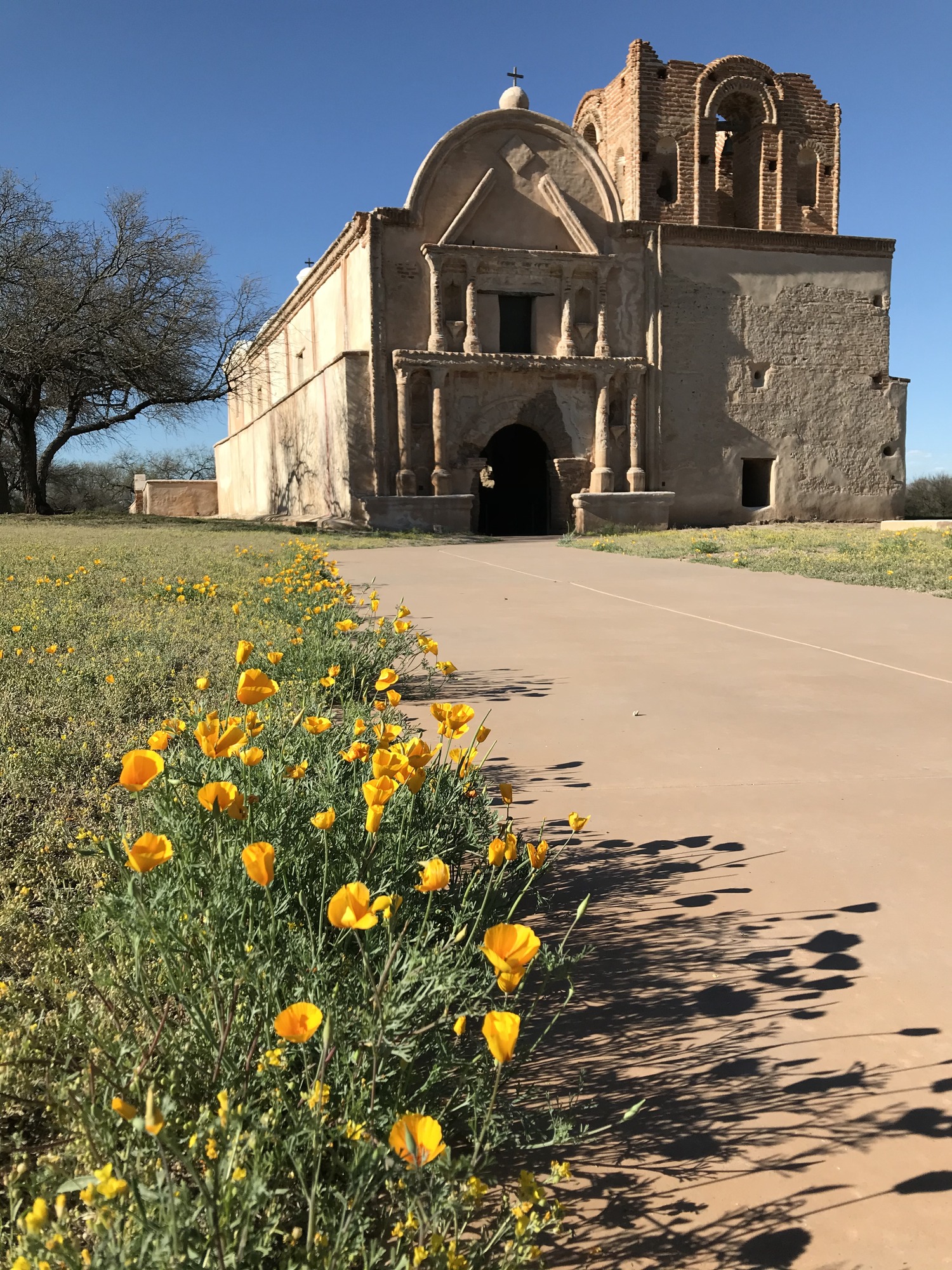 Tumacacori mission church with poppies next to sidewalk
