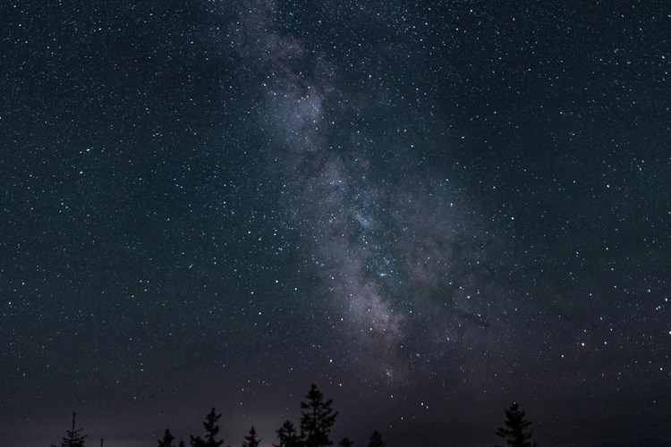 The milky way lights up the dark sky above the tops of spruce and fir trees. 
