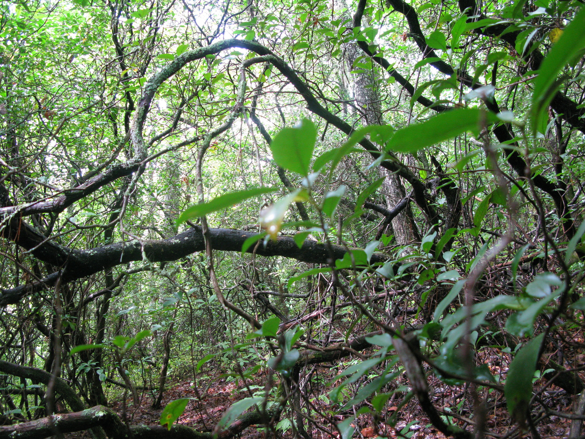 GRSM Accuracy Assessment. Plot Code: GRSM_AA_0270_6