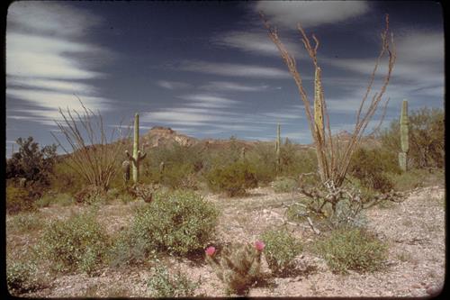 Organ Pipe and Other Cacti at Organ Pipe National Monument, Arizona