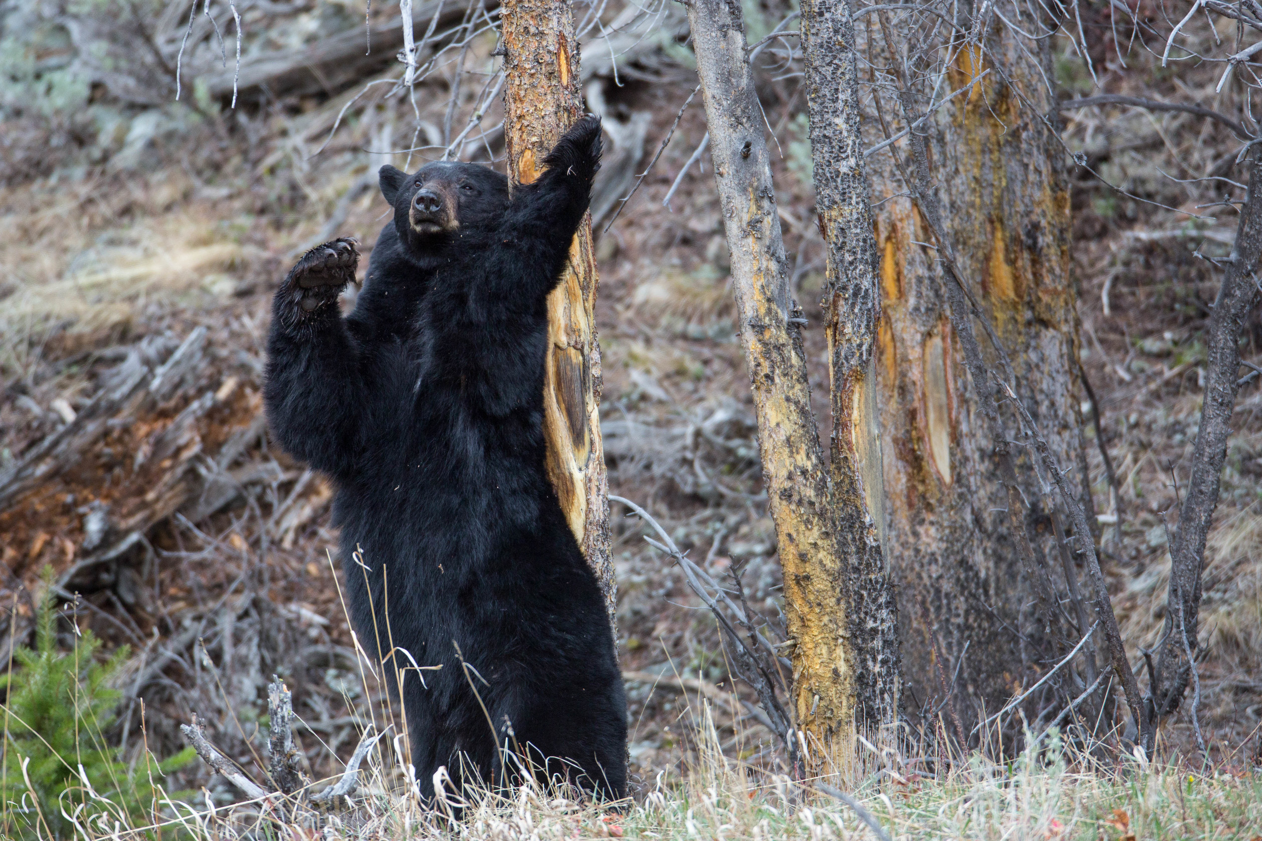Black bear standing on hind legs scratching its back on a tree trunk