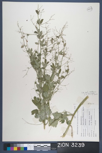 Herbarium Specimen Sheet 3239