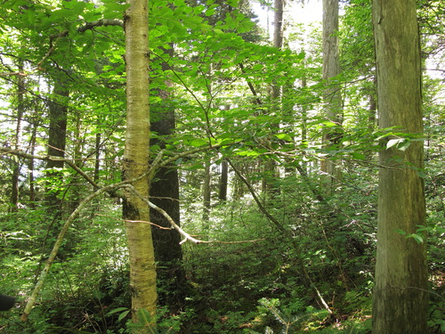 Plot Code: GRSM_AA_0498_3